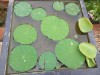 Hạt Giống Sen Mini Nhật Bản - 15 Hạt - Siêu Khuyến Mãi