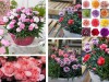 Hạt Giống Hoa Cẩm Chướng Lùn - Chùm Nhiều Màu