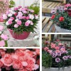 Hạt Giống Hoa Cẩm Chướng Lùn - Chùm Nhiều Màu