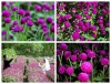 Hạt Giống Hoa Cúc Bách Nhật