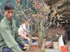 BỘ HẠT GIỐNG HOA MAI ĐỎ 