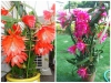 Kinh Nghiệm Trồng Hoa Nhật Quỳnh Nở Hoa Quanh Năm 
