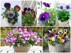 Trọn Bộ Trồng Và Chăm Sóc Giống Hoa Panse 