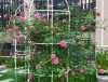 Bộ Hạt Giống Hoa Hồng Leo Pháp F1 (1 gói hạt giống 20 hạt đủ màu + 3 viên nén + 1 thuốc trừ bệnh)