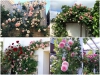 Bộ Hạt Giống Hoa Hồng Leo Pháp F1 (1 gói hạt giống 20 hạt đủ màu + 3 viên nén + 1 thuốc trừ bệnh)