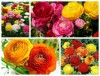 Hạt Giống Hồng Ri Ba Tư