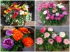TRỌN BỘ TRỒNG VÀ CHĂM SÓC GIỐNG HOA HỒNG RI BA TƯ 