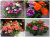 Sự Thật Bất Ngờ Về Giống Hoa Hồng Ri Ba Tư Mang Thịnh Vượng, May Mắn 