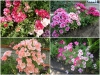 Trọn Bộ Trồng Và Chăm Sóc Giống Hoa Hồng Xuân 