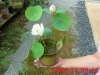 Hạt Giống Sen Mini Nhật Bản - 08 Hạt - Siêu Khuyến Mãi