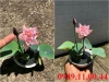 Hạt Giống Sen Mini Nhật Bản - 08 Hạt - Siêu Khuyến Mãi