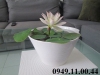 Hạt Giống Sen Mini Nhật Bản - 08 Hạt - Siêu Khuyến Mãi