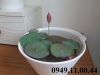 BỘ HẠT GIỐNG SEN MINI NHẬT BẢN 10 HẠT ĐỦ MÀU SẮC