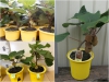 Trọn Bộ Trồng Và Chăm Sóc Giống Kiwi Lùn Xanh F1 
