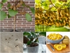 Trọn bộ trồng và chăm sóc hạt giống kiwi vàng