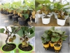Trọn Bộ Trồng Và Chăm Sóc Giống Kiwi Lùn Xanh F1 