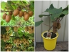 Trọn Bộ Trồng Và Chăm Sóc Giống Kiwi Lùn Xanh F1 