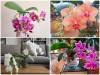 Bạn Đã Thử Trồng Lan Hồ Điệp Bằng Phương Pháp Thủy Canh Chưa? 