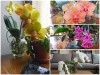 Bạn Đã Thử Trồng Lan Hồ Điệp Bằng Phương Pháp Thủy Canh Chưa? 