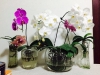 Bộ Hạt Giống Lan Hồ Điệp Trồng Thuỷ Canh Để Bàn