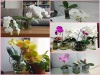 Bộ Hạt Giống Lan Hồ Điệp Trồng Thuỷ Canh Để Bàn
