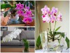 Bạn Đã Thử Trồng Lan Hồ Điệp Bằng Phương Pháp Thủy Canh Chưa? 