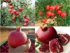 Trọn Bộ Trồng Và Chăm Sóc Giống Lựu Đỏ Lùn Ai Cập 