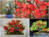 BỘ HẠT GIỐNG HOA MAI ĐỎ 