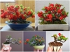  Cách Trồng Hoa Mai Đỏ Mang Lại Tài Lộc Cho Gia Chủ