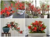  Cách Trồng Hoa Mai Đỏ Mang Lại Tài Lộc Cho Gia Chủ