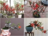  Cách Trồng Hoa Mai Đỏ Mang Lại Tài Lộc Cho Gia Chủ