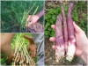 BỘ HẠT GIỐNG MĂNG TÂY XANH F1