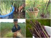 3 Bước Trồng Măng Tây Tại Nhà Siêu Đơn Giản