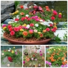Bộ Hạt Giống Mười Giờ Mỹ Mix Màu