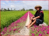 Bộ Hạt Giống Mười Giờ Mỹ Mix Màu