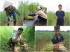 BỘ HẠT GIỐNG MĂNG TÂY XANH F1