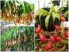 BỘ HẠT GIỐNG CÂY NẮP ẤM 