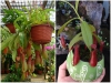 BỘ HẠT GIỐNG CÂY NẮP ẤM 