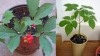 Bộ Hạt Giống Nhân Sâm Hàn Quốc F1