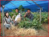 Kinh Nghiệm Trồng Nhân Sâm Hàn Quốc Trên Đất Việt 