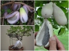 Trọn Bộ Trồng Và Chăm Sóc Giống Nho Akebi Nhật Bản 