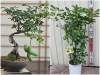 Trọn Bộ Trồng Và Chăm Sóc Giống Nho Akebi Nhật Bản 