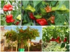 Trọn Bộ Trồng Và Chăm Sóc Giống Ớt Hoa Hồng F1 