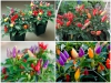 Trọn Bộ Trồng Và Chăm Sóc Giống Ớt Ngũ Sắc 