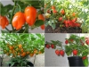 BỘ HẠT GIỐNG ỚT HABANERO