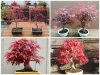 Phong Lá Đỏ Nhật Bản Khi Trồng Ở Việt Nam Thì Lá Có Đổi Màu Không? 
