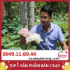 Khám Phá Cách Trông Sen Bách Diệp Chỉ Sau 8 Tháng