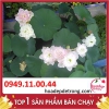 Khám Phá Cách Trông Sen Bách Diệp Chỉ Sau 8 Tháng