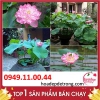 Khám Phá Cách Trông Sen Bách Diệp Chỉ Sau 8 Tháng