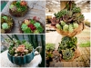 Trọn Bộ Trồng Và Chăm Sóc Giống Sen Đá Mix Màu 